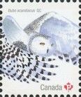 Snowy Owl (Bubo scandiacus)