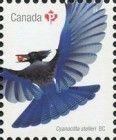 Steller's Jay (Cyanocitta stelleri)