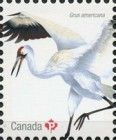 Whooping Crane (Grus americana)