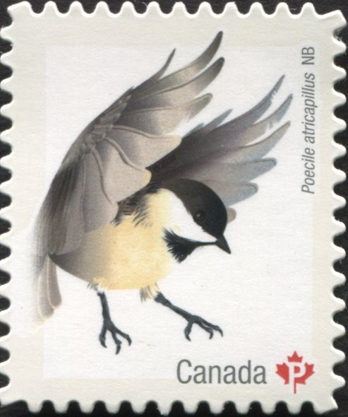 Black-Capped Chickadee (Poecile atricapillus)
