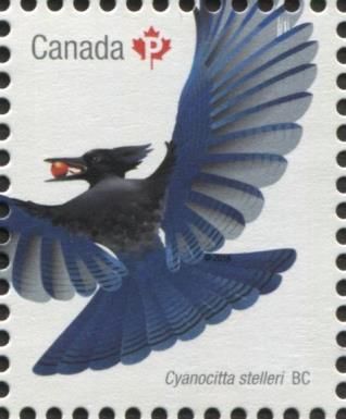 Steller's Jay (Cyanocitta stelleri)