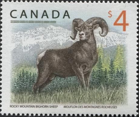 Rocky Mountain Bighorn Sheep (Ovis canadensis)