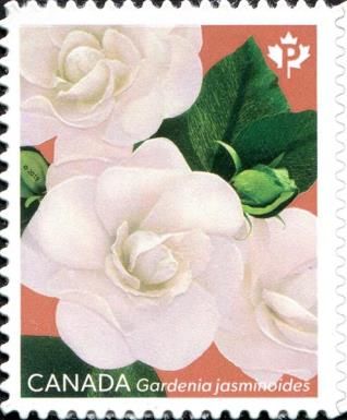 Gardenias (Pink Background)
