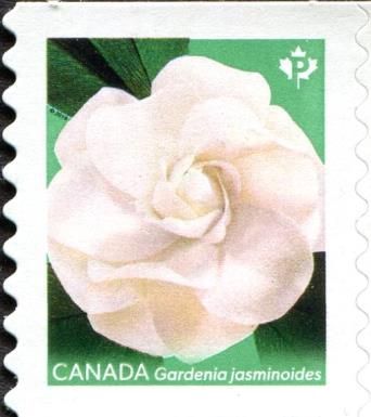 Gardenias (Green Background)