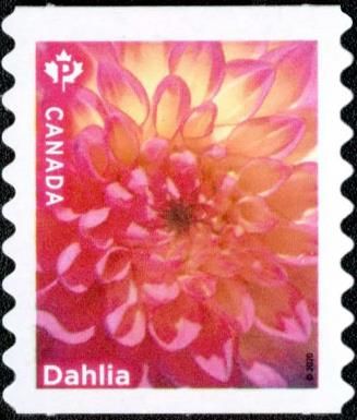 Dahlias (from Coil)