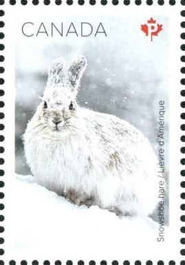 Snowshoe Hare (Lepus americanus)