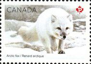 Arctic fox (Vulpes lagopus)