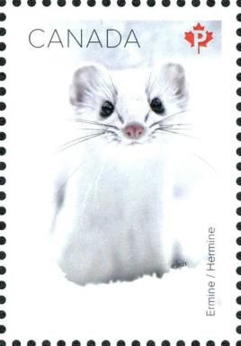 Ermine (Mustela erminea)