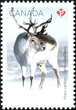 Peary Caribou (Rangifer tarandus pearyi)