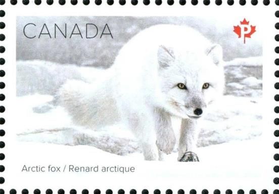 Arctic fox (Vulpes lagopus)