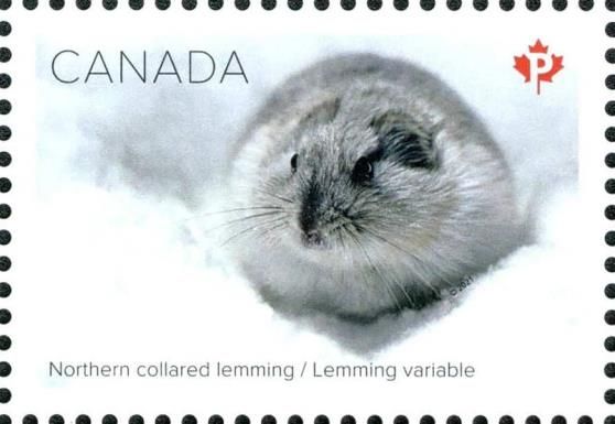 Northern Collared Lemming (Dicrostonyx groenlandicus)