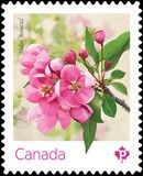 Malus "Rosseau"