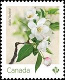 Malus "Maybride"