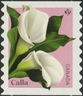 Calla (Zantedeschia sp)