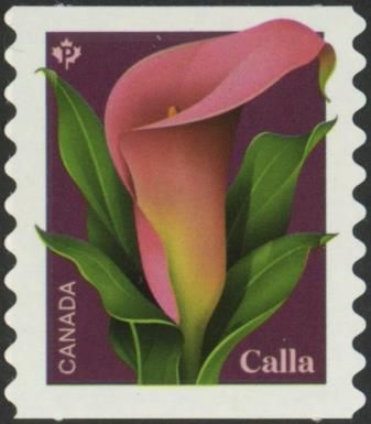 Calla (Zantedeschia sp)