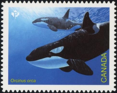 Killer Whale (Orcinus orca)