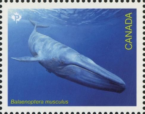 Blue Whale (Balaenoptera musculus)