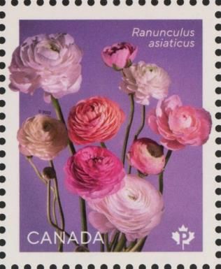 Persian Buttercup (Ranunculus asiaticus)