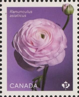 Persian Buttercup (Ranunculus asiaticus)