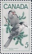 Gray Jay (Perisoreus canadensis)