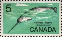 Narwhal (Monodon monoceros)
