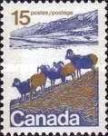 Bighorn Sheep (Ovis canadensis), Western Canada