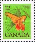 Jewelweed, Impatiens capensis