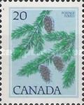 Douglas (Pseudotsuga menziesii)