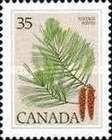 Eastern White Pine (Pinus strobus)