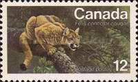 Eastern Cougar (Felis concolor cougar)