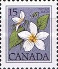 Canada Violet (Viola canadensis)