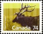 Wapiti (Cervus canadensis)