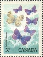 Northern Blue (Lycaeides idas)