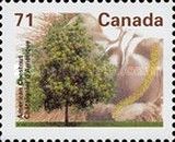 American Chestnut (Castanea dentata)