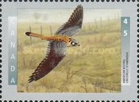 American Kestrel (Falco sparverius)