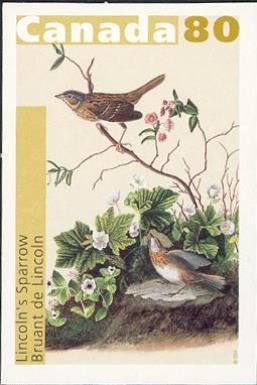 Lincoln's Sparrow (Melospiza lincolnii)