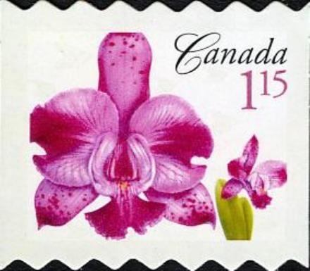 Cattleya Memoria Evelyn Light (syn.Laeliocattleya Memoria Ev