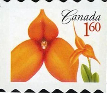 Masdevallia Kaleidoscope