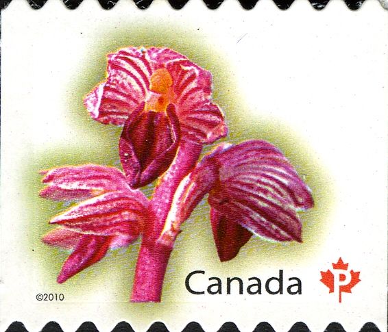 Spotted Coralroot (Corallorhiza maculata) - Rounded perfs
