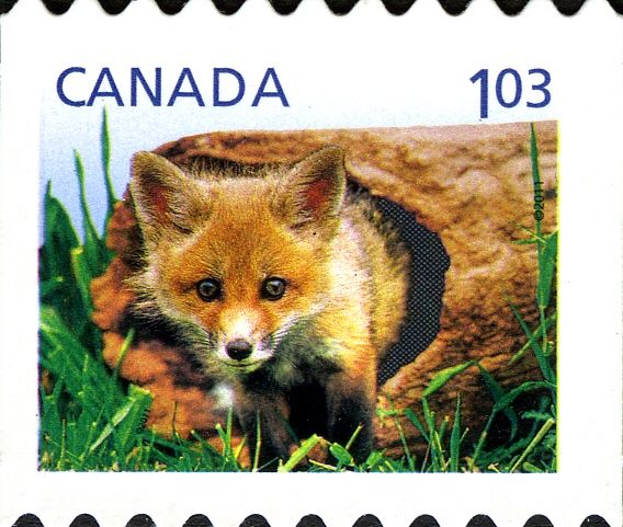 Red Fox (Vulpes vulpes)