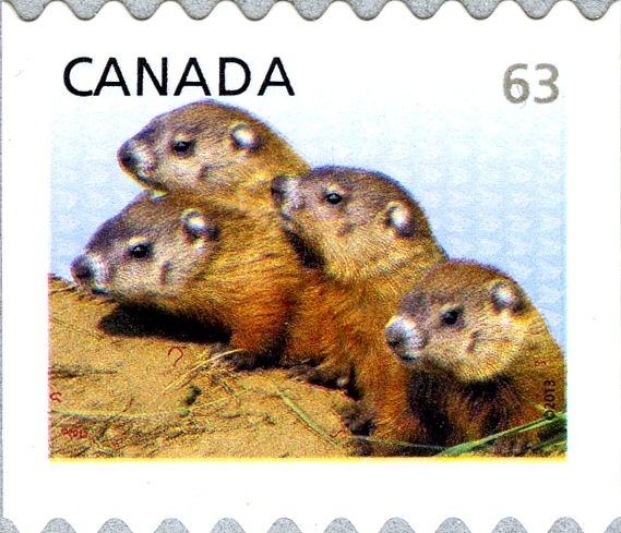 Woodchuck (Marmota monax) - perf 9.2