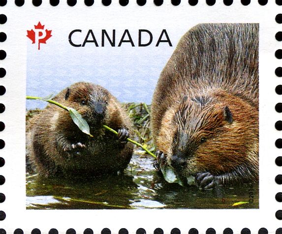 North American Beaver (Castor canadensis)