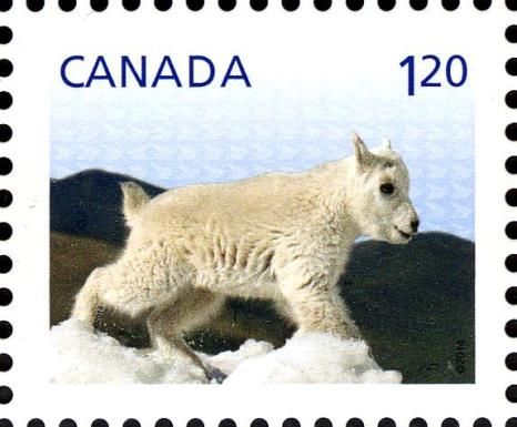 Mountain Goat (Oreamnos americanus)