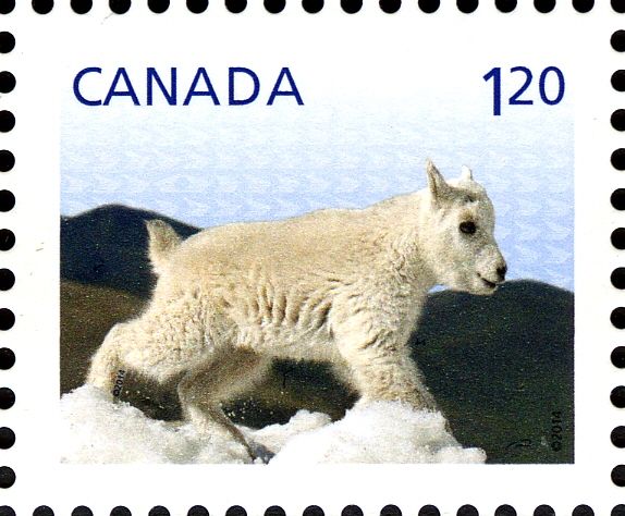 Mountain Goat (Oreamnos americanus)