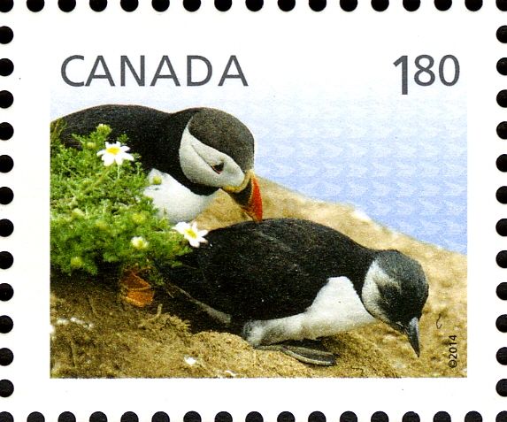 Atlantic Puffin (Fratercula arctica)