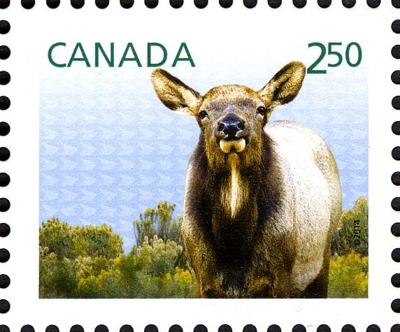 Wapiti (Cervus canadensis)