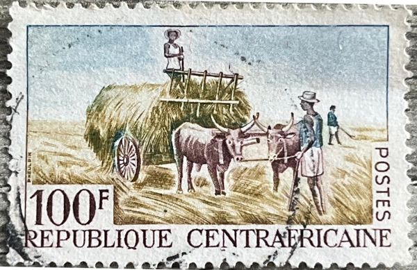 Cattle (Bos primigenius taurus)