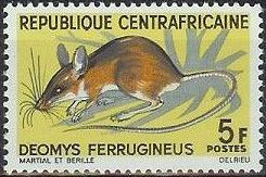 Congo Forest Rat (Deomys ferrugineus)