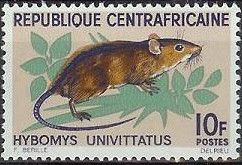Peter's Striped Mouse (Hybomys univittatus)