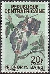 Dollman's Tree Mouse (Prionomys batesi)